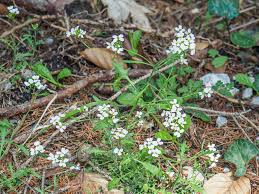 Attēlu rezultāti vaicājumam “Cardaminopsis arenosa leaf”