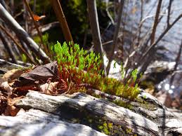 Attēlu rezultāti vaicājumam “Ceratodon purpureus sporophyte”