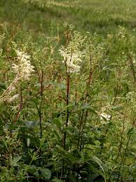 Attēlu rezultāti vaicājumam “Filipendula ulmaria”