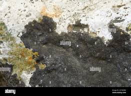 Attēlu rezultāti vaicājumam “Verrucaria hydrela”