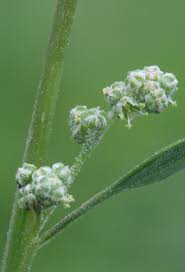 Attēlu rezultāti vaicājumam “Chenopodium album flower”