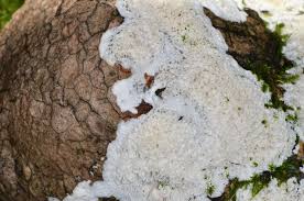 Attēlu rezultāti vaicājumam “Oxyporus corticola”