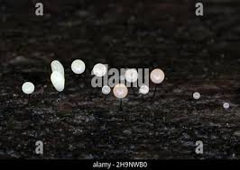 Attēlu rezultāti vaicājumam “Comatricha sp.”