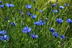 Attēlu rezultāti vaicājumam “Cyanus segetum flower”