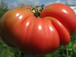 Afbeeldingsresultaat voor mortgage lifter bicolor strain tomato