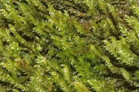 Attēlu rezultāti vaicājumam “Hygrohypnum luridum”