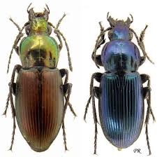 Attēlu rezultāti vaicājumam “Poecilus lepidus”