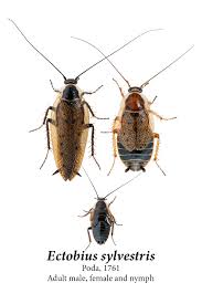 Attēlu rezultāti vaicājumam “Ectobius sylvestris male”