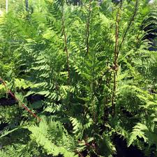 Attēlu rezultāti vaicājumam “Athyrium filix-femina”