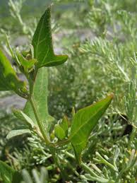 Attēlu rezultāti vaicājumam “Atriplex littoralis leaf”