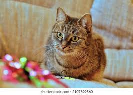 Attēlu rezultāti vaicājumam “Felis silvestris catus juvenile”