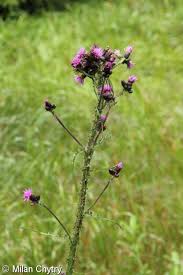 Attēlu rezultāti vaicājumam “Cirsium palustre fruit”