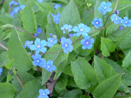 Image result for Omphalodes verna