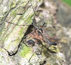 Attēlu rezultāti vaicājumam “Dictenidia bimaculata”