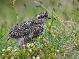 Attēlu rezultāti vaicājumam “Lagopus lagopus female”