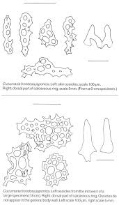 Image result for Cucumaria frondosa