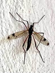 Attēlu rezultāti vaicājumam “Dictenidia bimaculata”