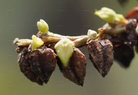 Attēlu rezultāti vaicājumam “Fallopia convolvulus fruit”