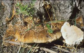 Attēlu rezultāti vaicājumam “Coriolopsis trogii”