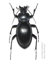 Attēlu rezultāti vaicājumam “Carabus glabratus”