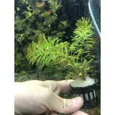 「粉綠狐尾藻」的圖片搜尋結果