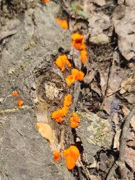 Attēlu rezultāti vaicājumam “Lycogala cf. fossiculatum young”