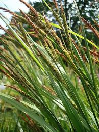 Attēlu rezultāti vaicājumam “Lycogala succineum sessile”