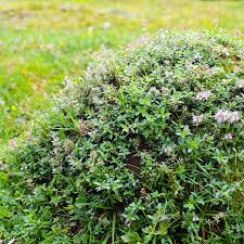 Attēlu rezultāti vaicājumam “Thymus pulegioides fruit”