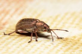 Attēlu rezultāti vaicājumam “Phyllobius”