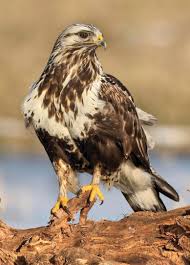 Attēlu rezultāti vaicājumam “Buteo lagopus”
