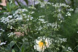 Attēlu rezultāti vaicājumam “Anthriscus”