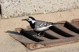 Attēlu rezultāti vaicājumam “Motacilla alba nest”