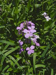 Image result for Hesperis matronalis