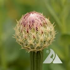 Attēlu rezultāti vaicājumam “Centaurea scabiosa bud”