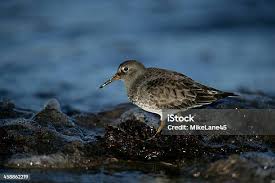 Attēlu rezultāti vaicājumam “Calidris maritima”