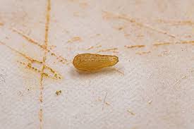 Image result for cestoda excrement dog