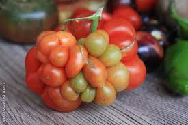 Afbeeldingsresultaat voor voyage tomato