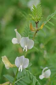 Attēlu rezultāti vaicājumam “Vicia”