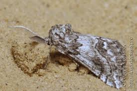 Attēlu rezultāti vaicājumam “Epirranthis diversata upperside”