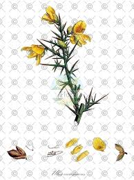 Attēlu rezultāti vaicājumam “Trifolium repens fruit”