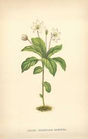 Attēlu rezultāti vaicājumam “Trientalis europaea flower”