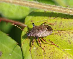 Attēlu rezultāti vaicājumam “Picromerus bidens”