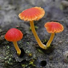 Attēlu rezultāti vaicājumam “Mycena acicula”