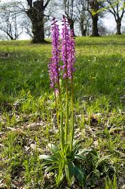 Attēlu rezultāti vaicājumam “Orchis mascula”