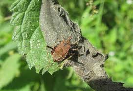 Attēlu rezultāti vaicājumam “Himacerus apterus”