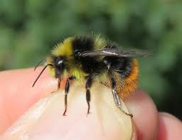 Attēlu rezultāti vaicājumam “Bombus lapidarius”