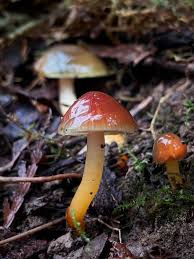 Attēlu rezultāti vaicājumam “Craterocolla cerasi”