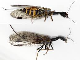 Attēlu rezultāti vaicājumam “Raphidia larva”