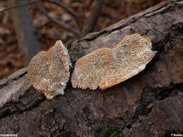 Attēlu rezultāti vaicājumam “Coriolopsis trogii”