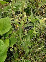 Attēlu rezultāti vaicājumam “Silene latifolia subsp. alba”